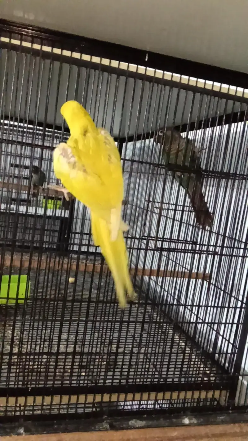 yellow Parrot — photo 8