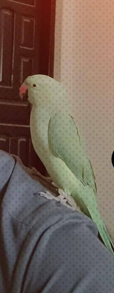 Hand Tame Green Raw Parrot - Half Talking Mithu - Rajanpur