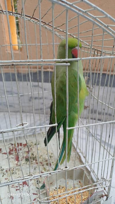pakistani parrot