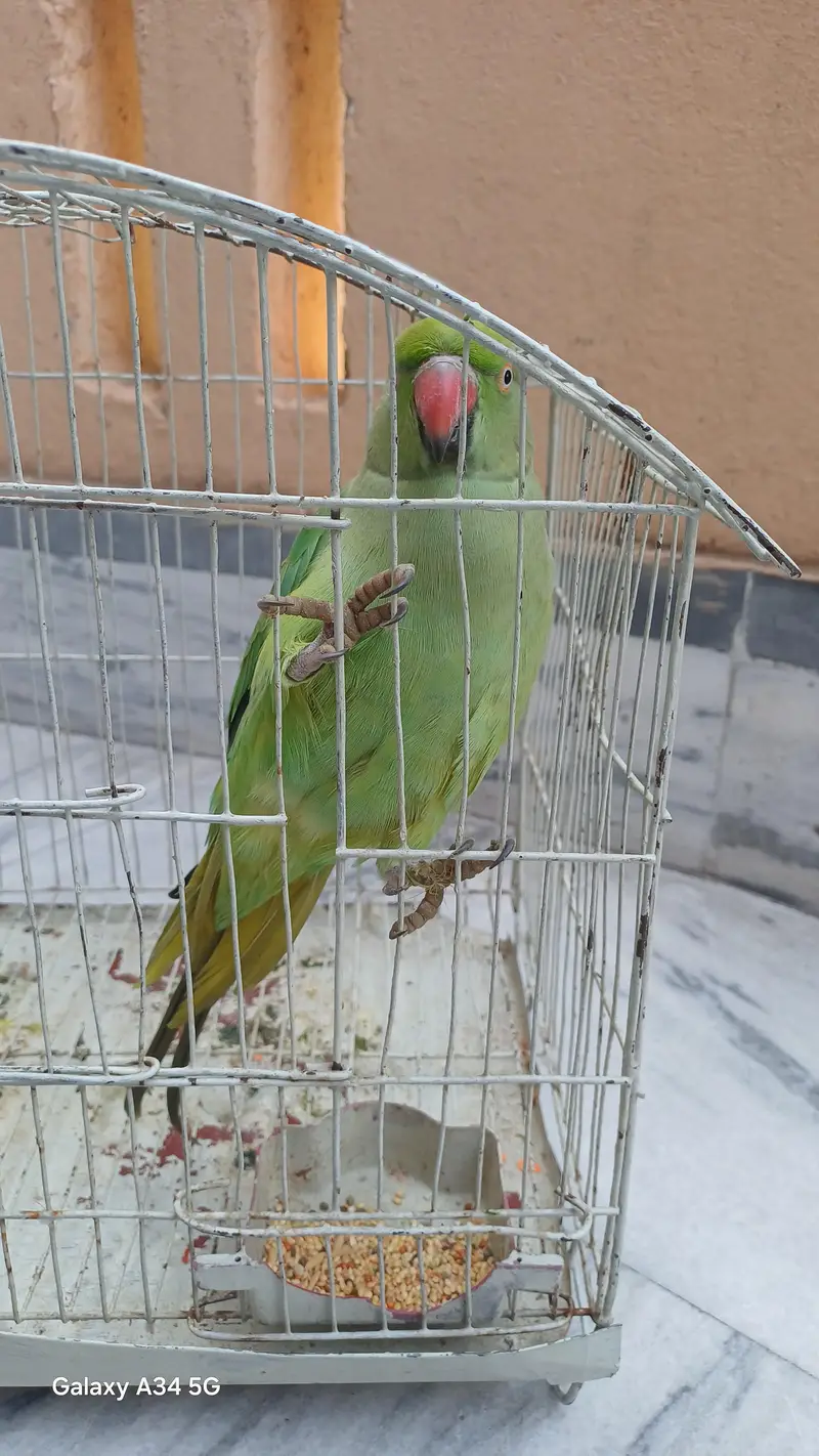 pakistani parrot — photo 2