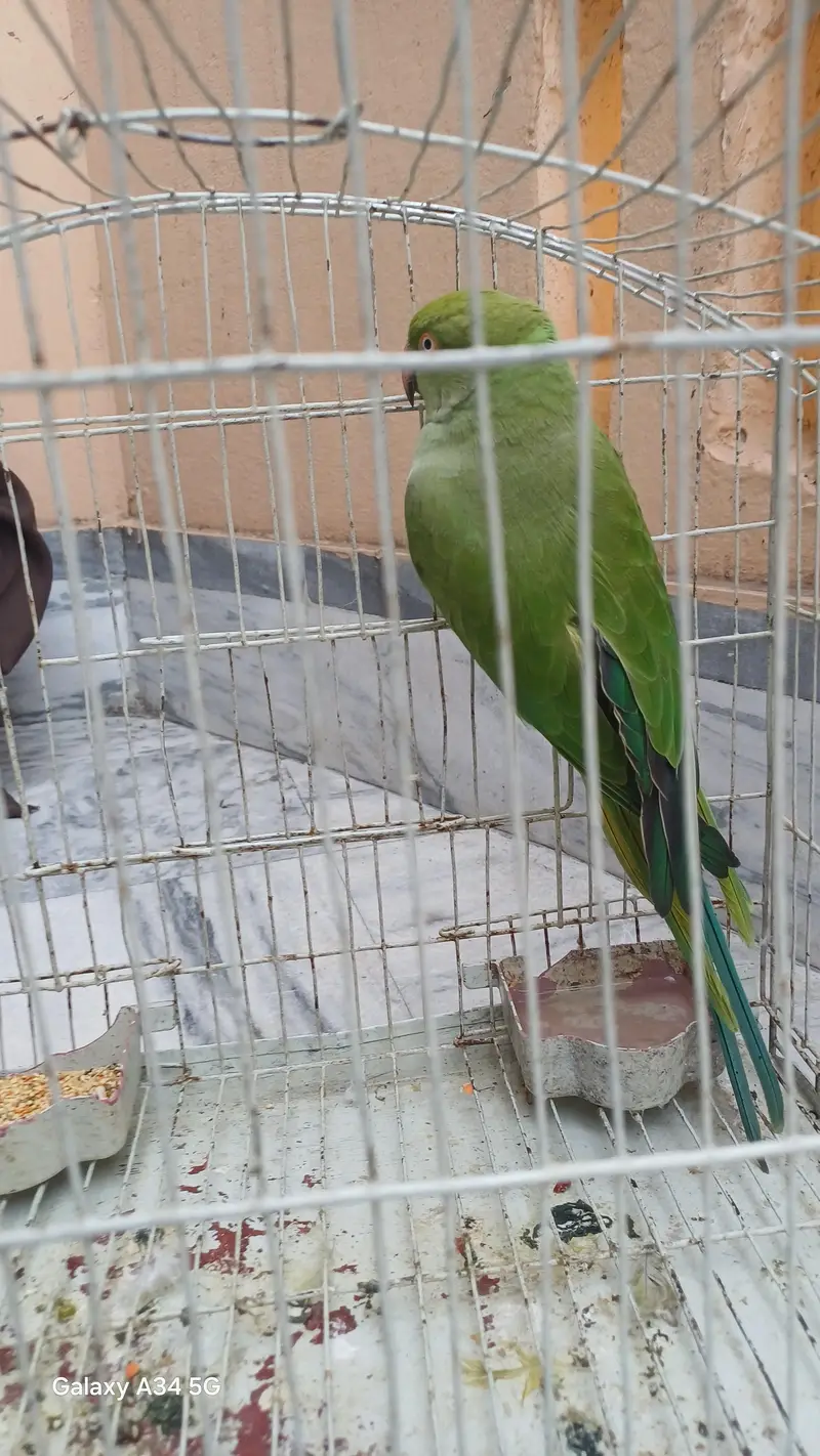 pakistani parrot — photo 3