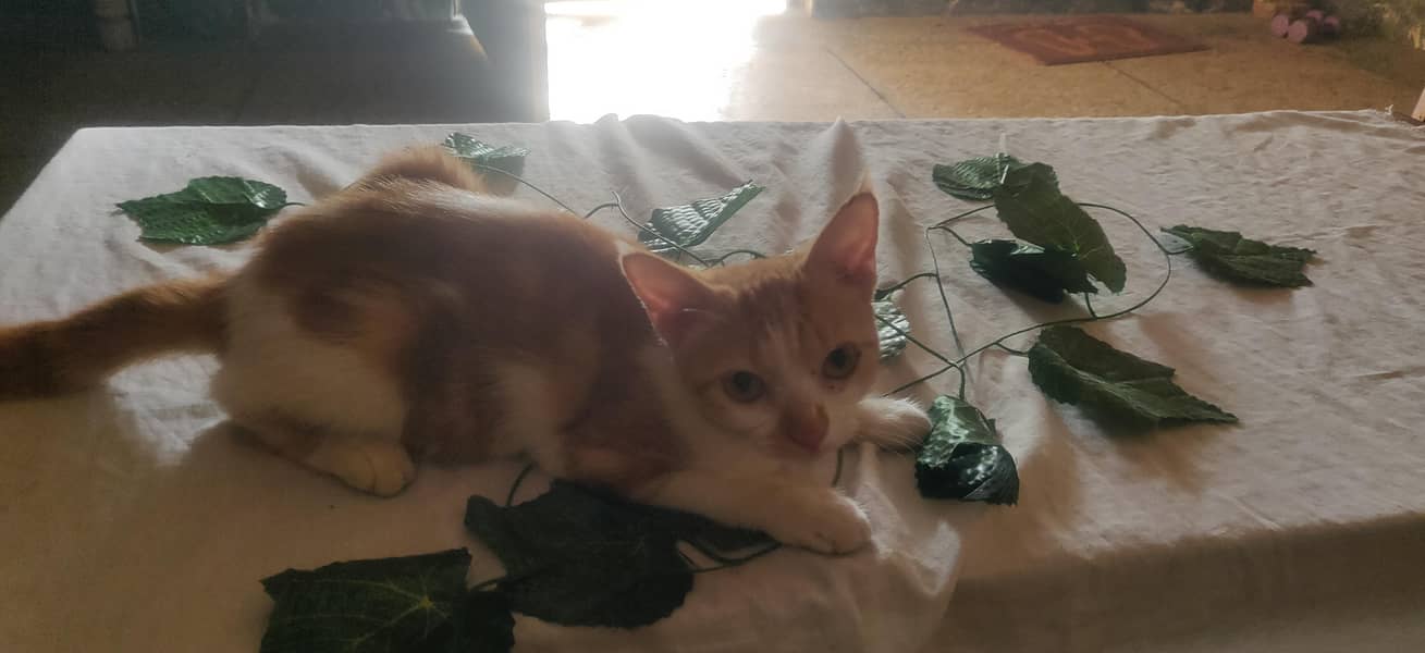 A cat only 1500 0