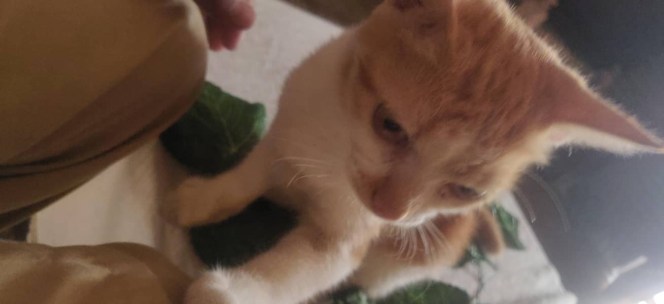 A cat only 1500 1