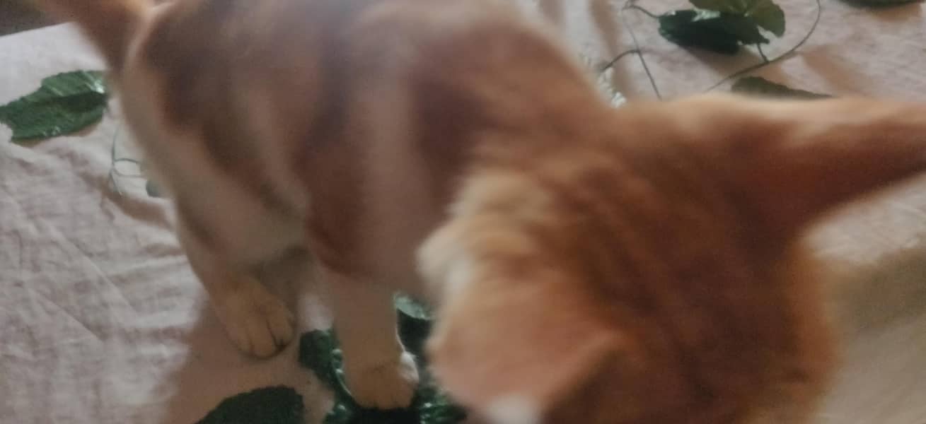 A cat only 1500 2