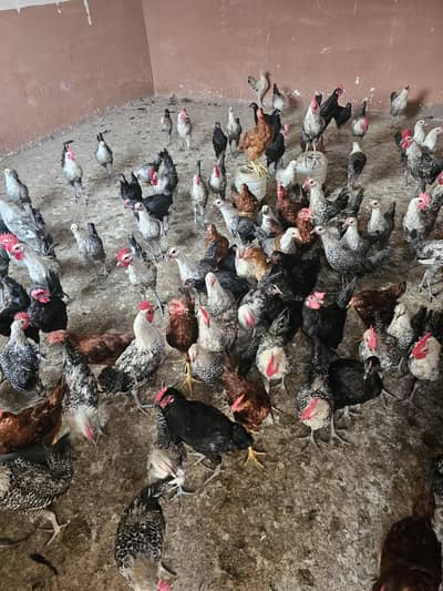 Golden Misri ando wali murgia/Hen for sell