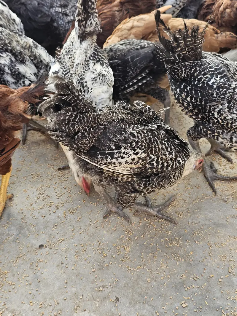 Golden Misri ando wali murgia/Hen for sell — photo 2