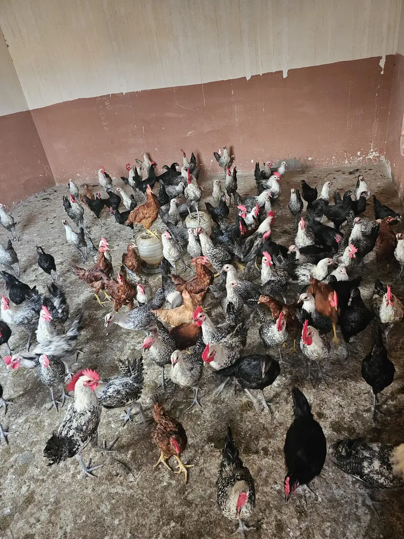 Golden Misri ando wali murgia/Hen for sell — photo 3