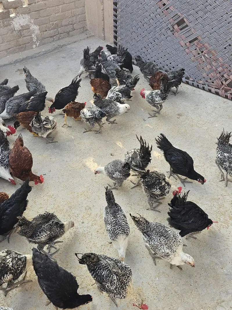 Golden Misri ando wali murgia/Hen for sell — photo 4