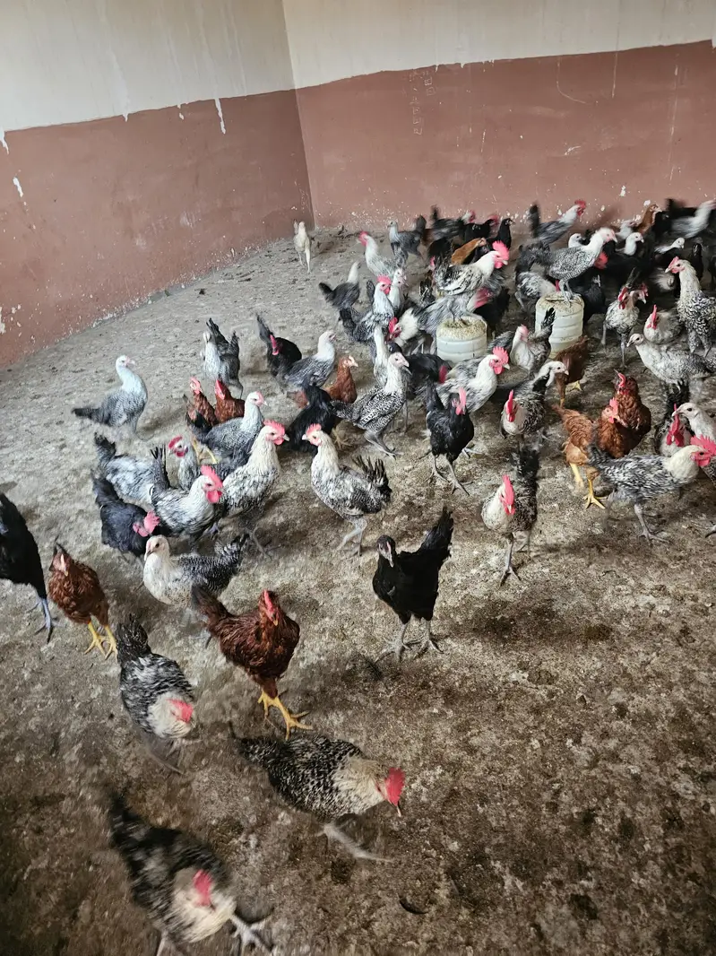 Golden Misri ando wali murgia/Hen for sell — photo 5