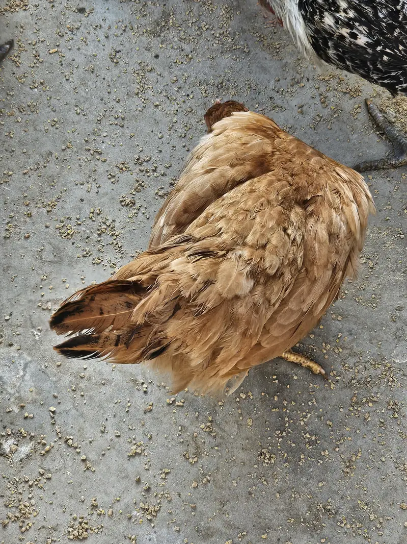Golden Misri ando wali murgia/Hen for sell — photo 6