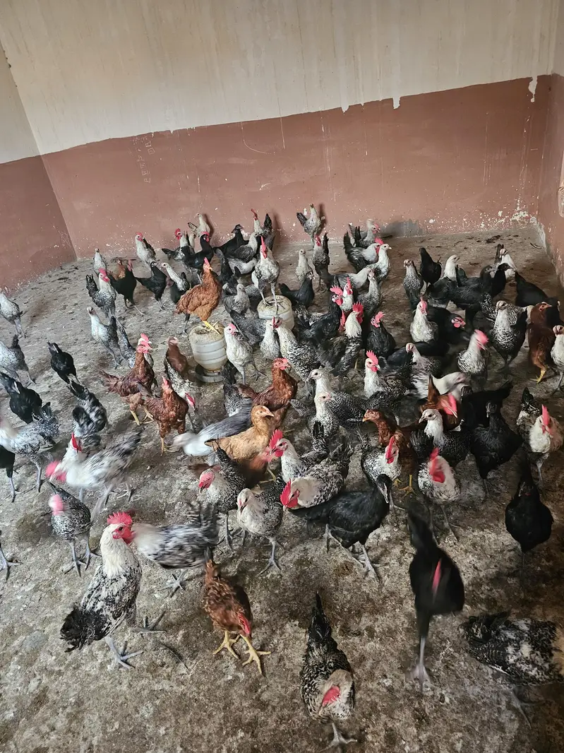 Golden Misri ando wali murgia/Hen for sell — photo 7