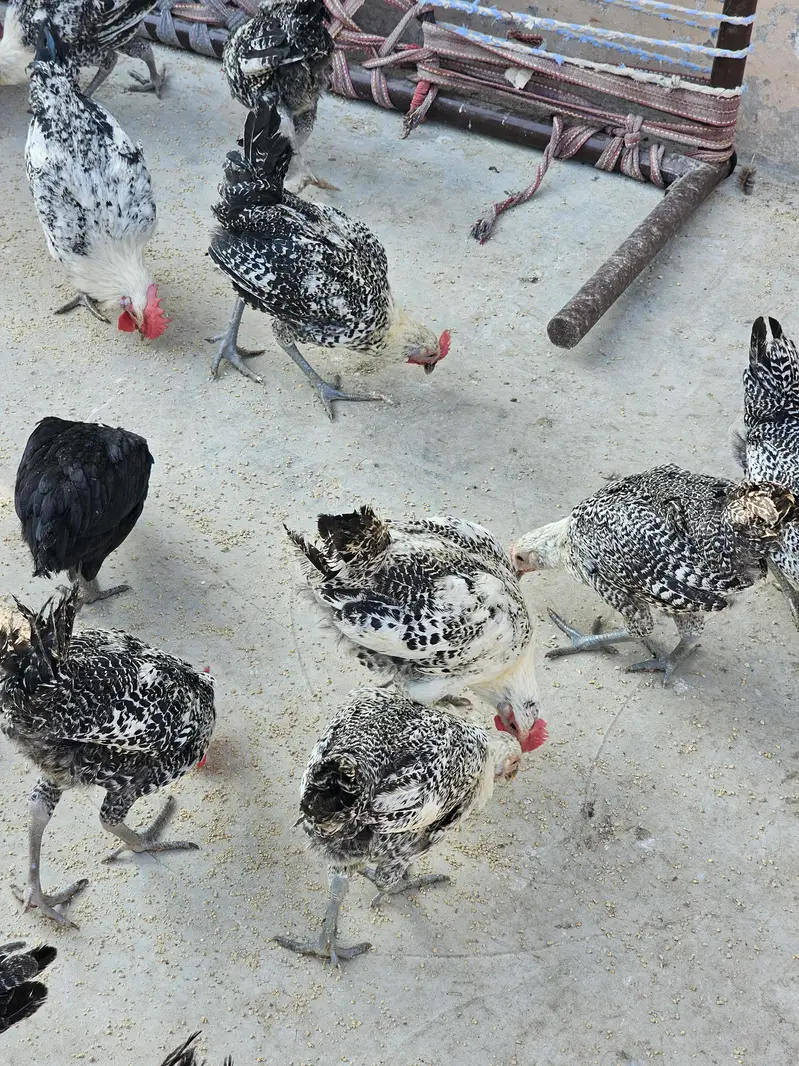 Golden Misri ando wali murgia/Hen for sell — photo 8