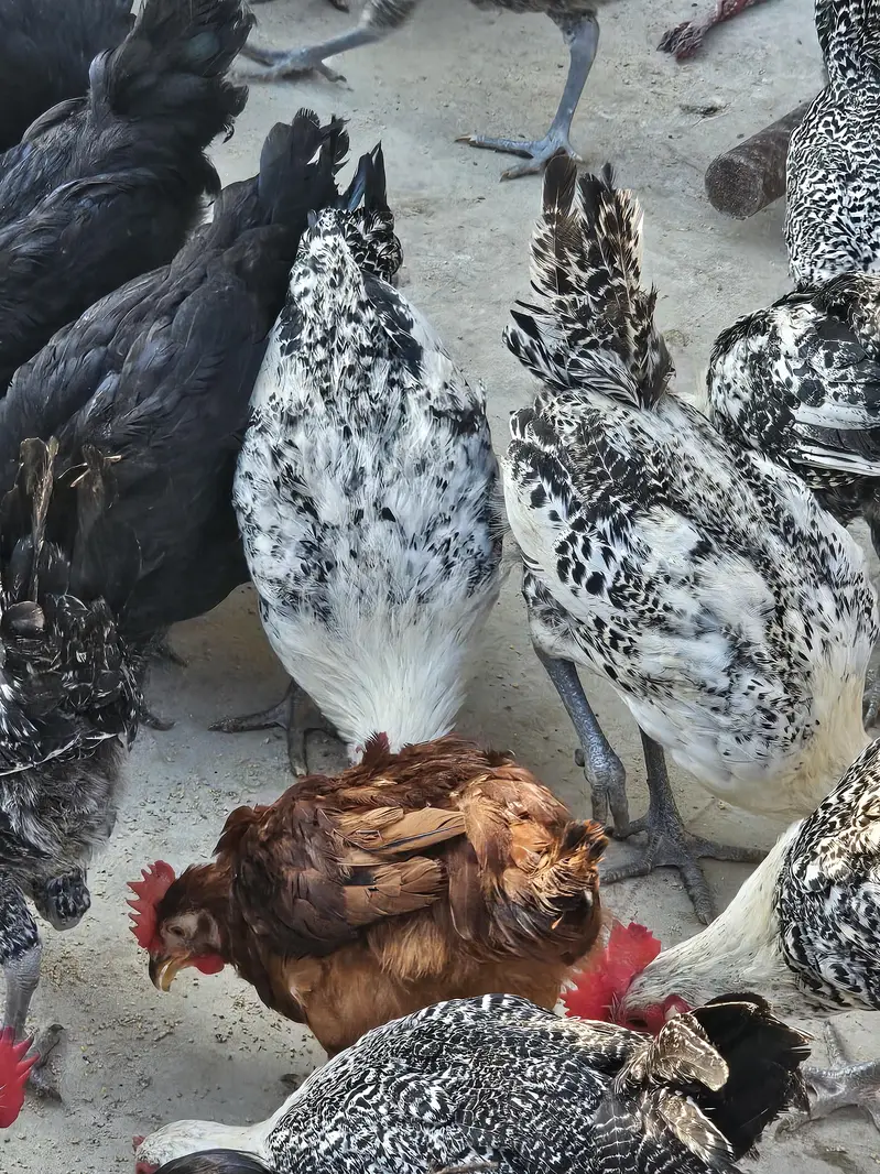 Golden Misri ando wali murgia/Hen for sell — photo 9
