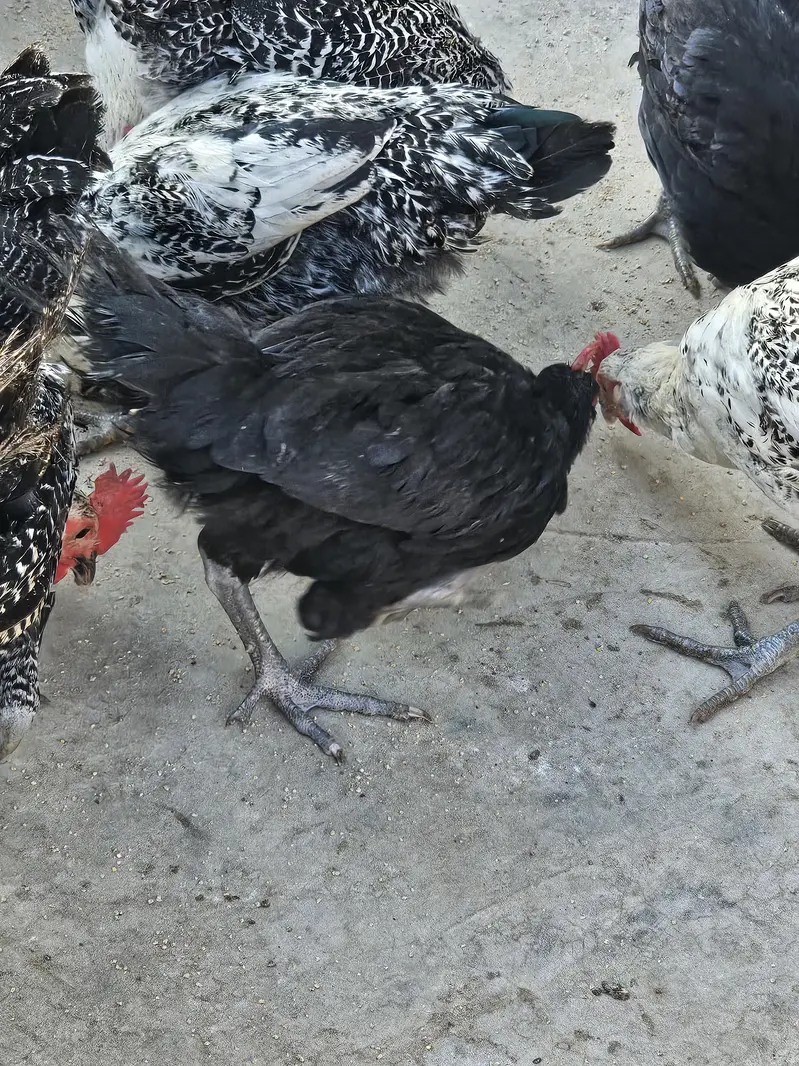 Golden Misri ando wali murgia/Hen for sell — photo 10