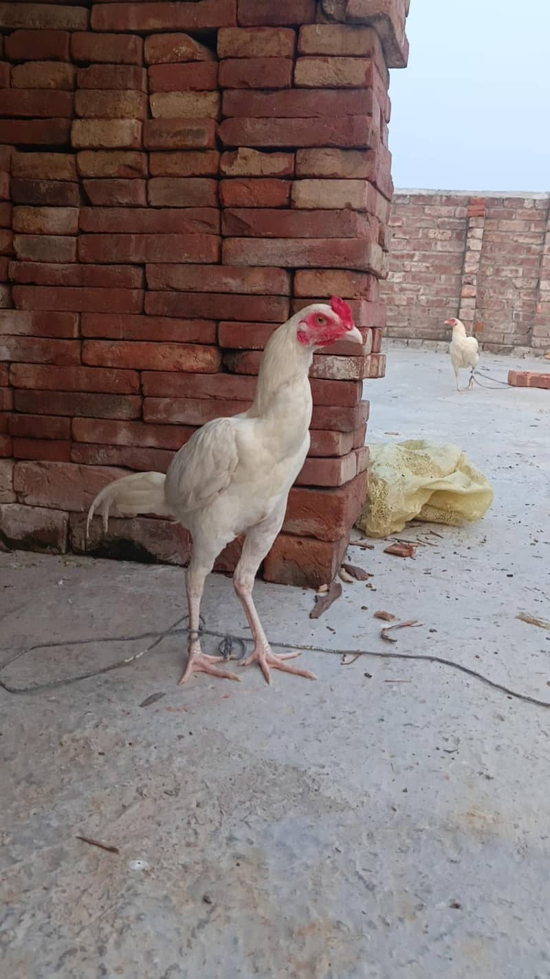White Aseel patha pathi 0
