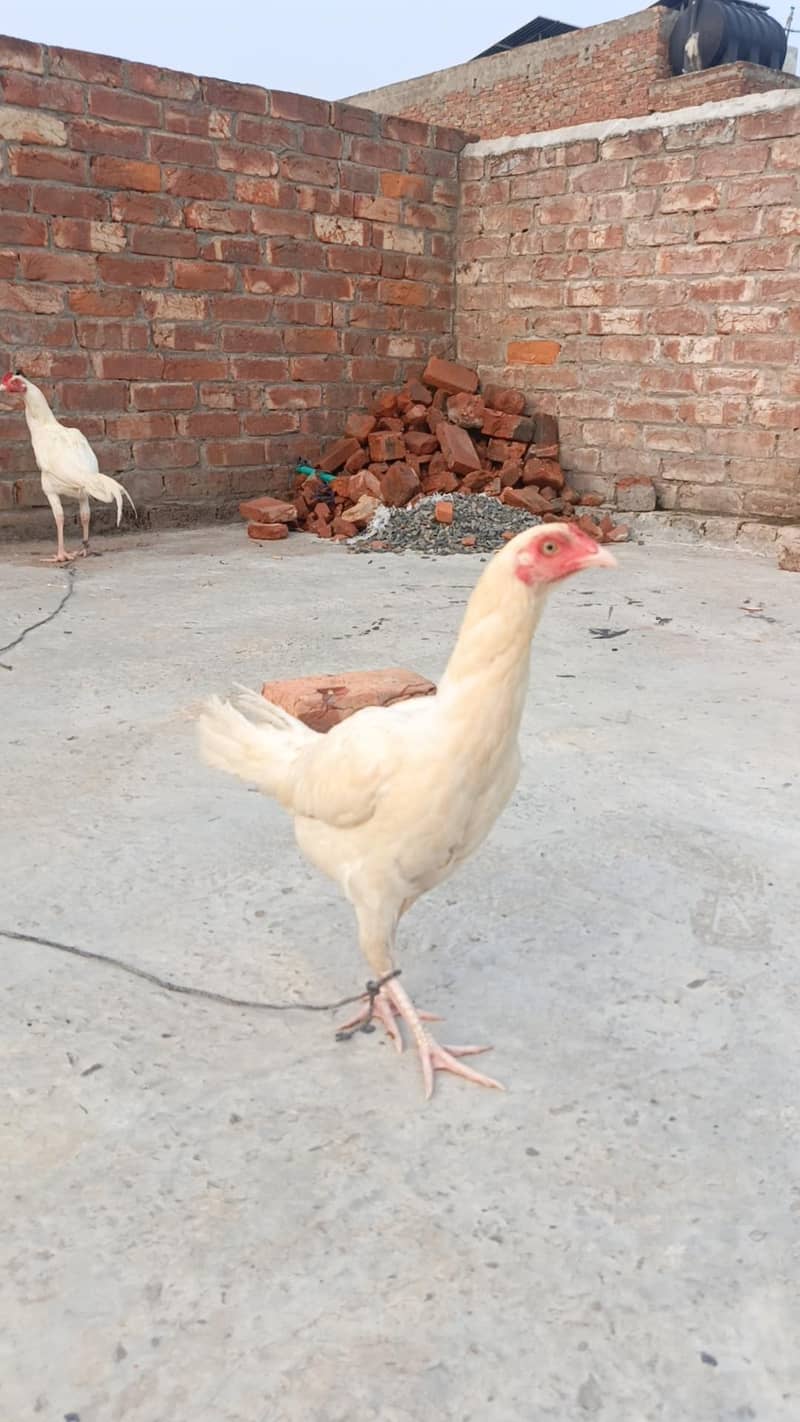 White Aseel patha pathi 1