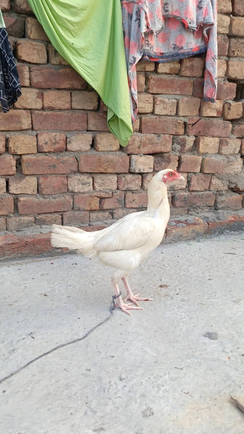 White Aseel patha pathi 2