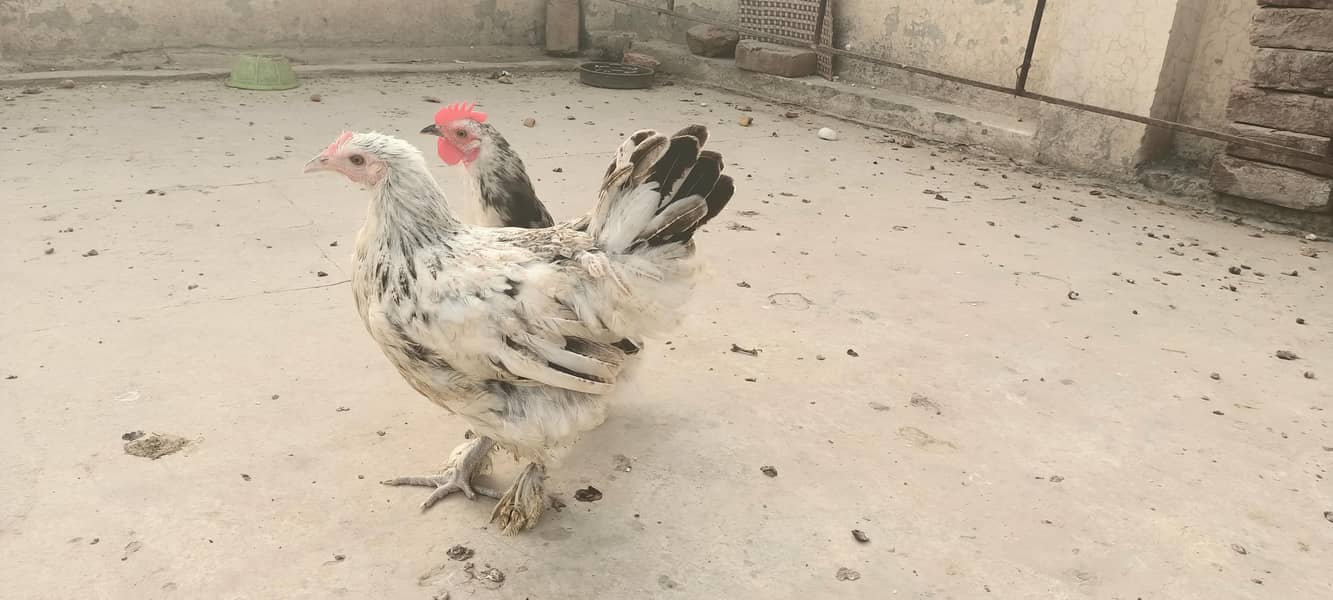 Bantam pair 0