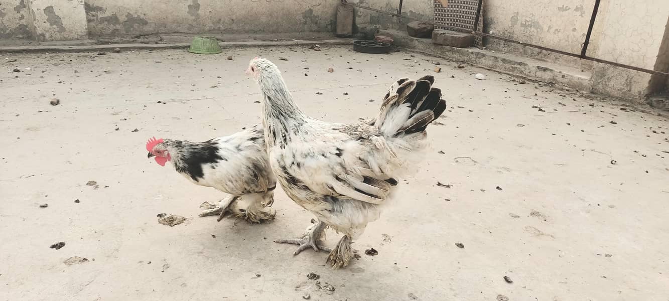Bantam pair 1