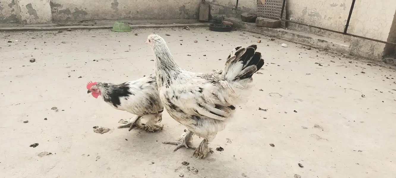 Bantam pair — photo 2