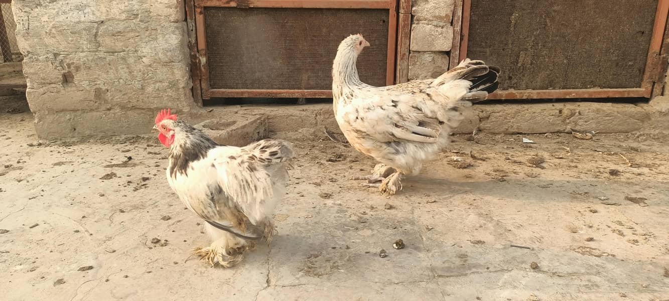 Bantam pair 2