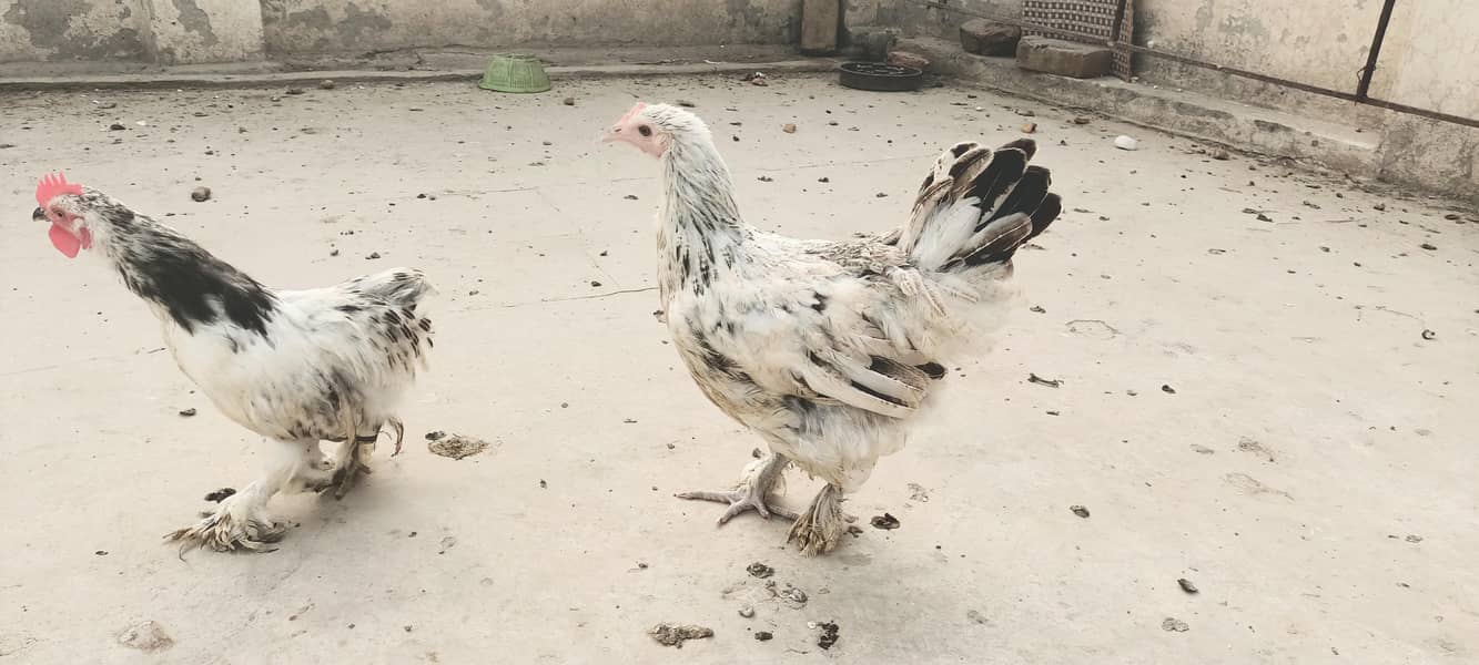 Bantam pair 3