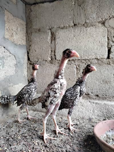 Top Quality Pure Japanese & German Shamo Chicks