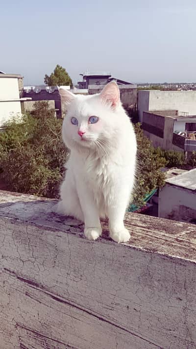 Friendly cats