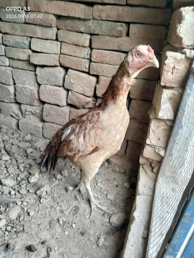 Aseel breed