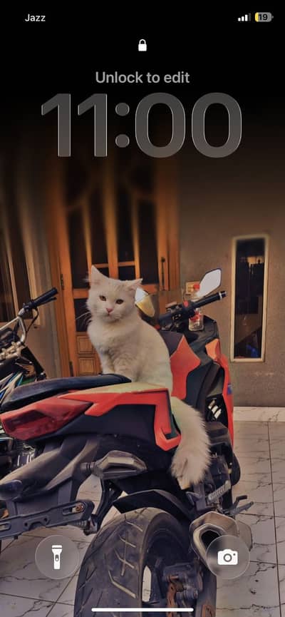 Persian male cat available fot mating