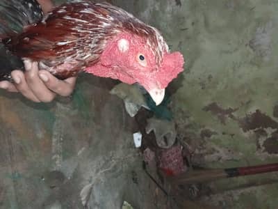 aseel murgah and murghi