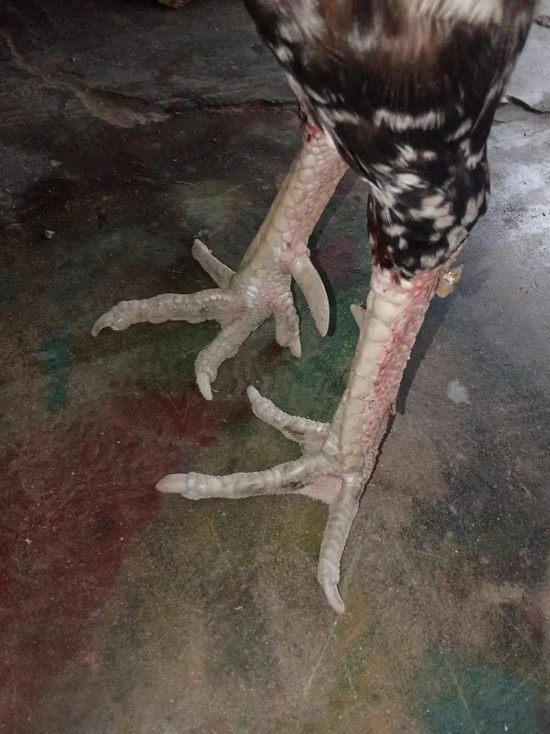 aseel murgah and murghi — photo 3
