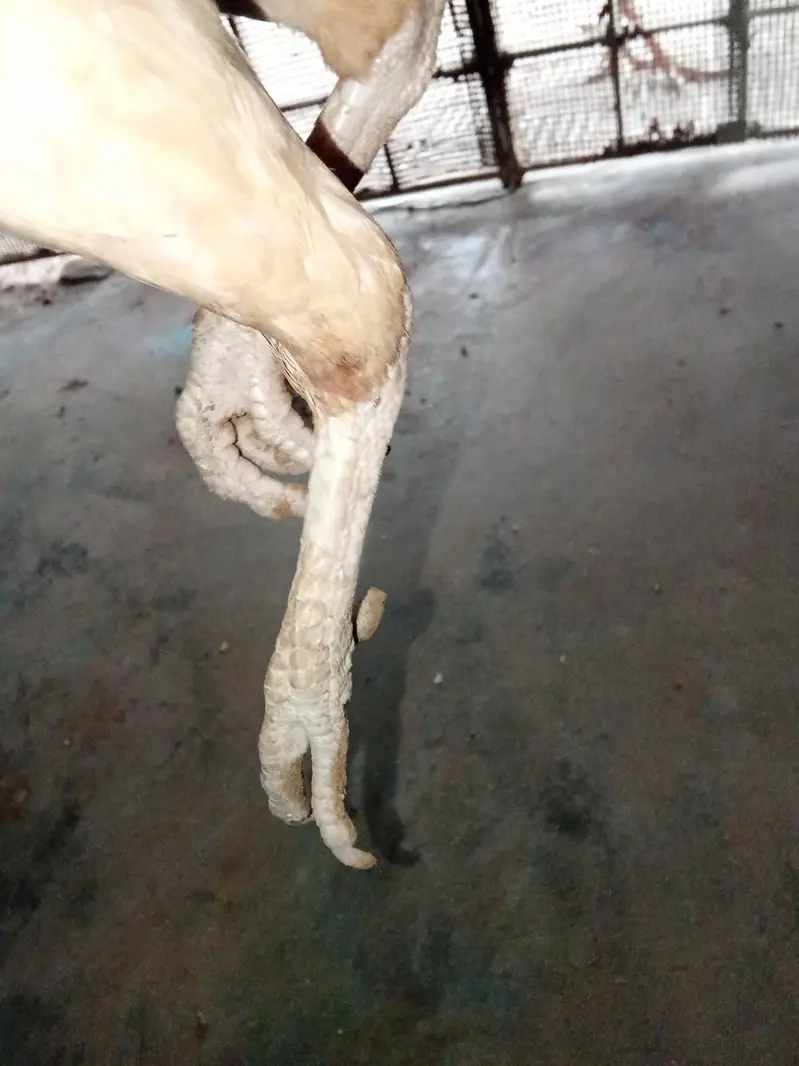 aseel murgah and murghi — photo 7