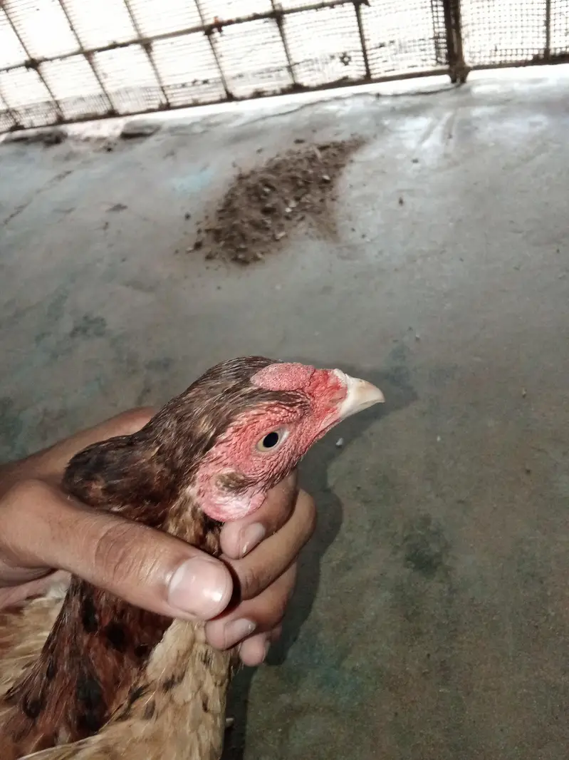 aseel murgah and murghi — photo 9
