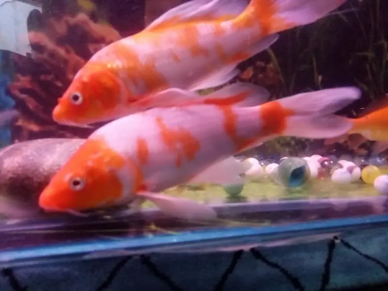 big size gold fish face siklat