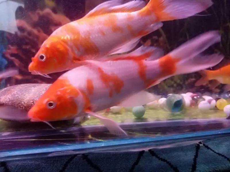 big size gold fish face siklat — photo 2