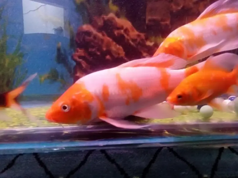big size gold fish face siklat — photo 3