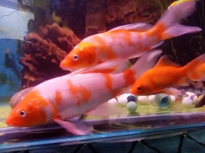 big size gold fish face siklat — photo 4