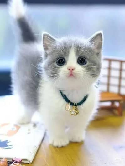 Persian cat for sale male female vaccine clear 0325=80=19=836=