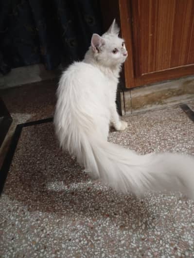 Siberian white double coat cat
