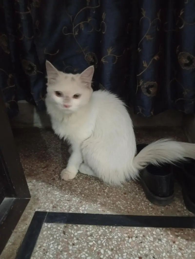 Siberian white double coat cat — photo 2