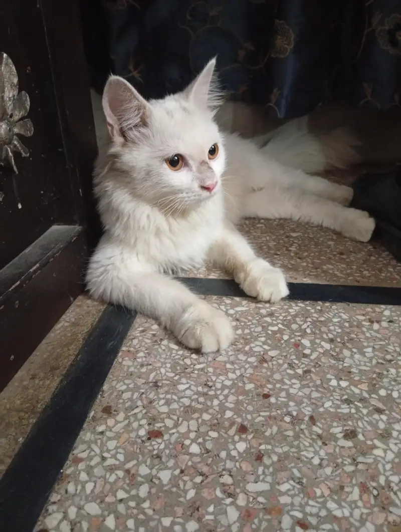 Siberian white double coat cat — photo 3