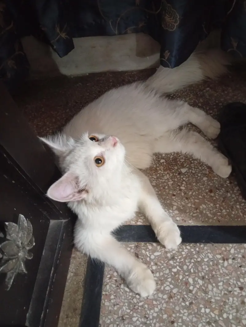 Siberian white double coat cat — photo 4