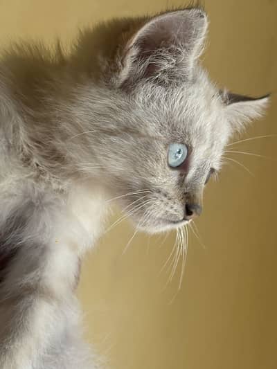 Cat for sale