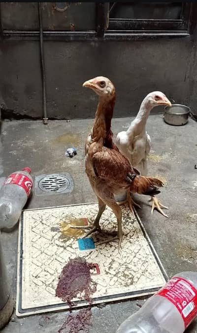 JAPANESE ASEEL MURGIYA FOR SALE