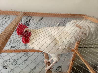 Healthy Desi Hen for sale