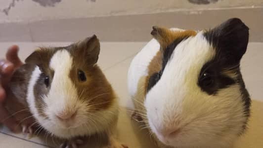 guinea pig breeder pair