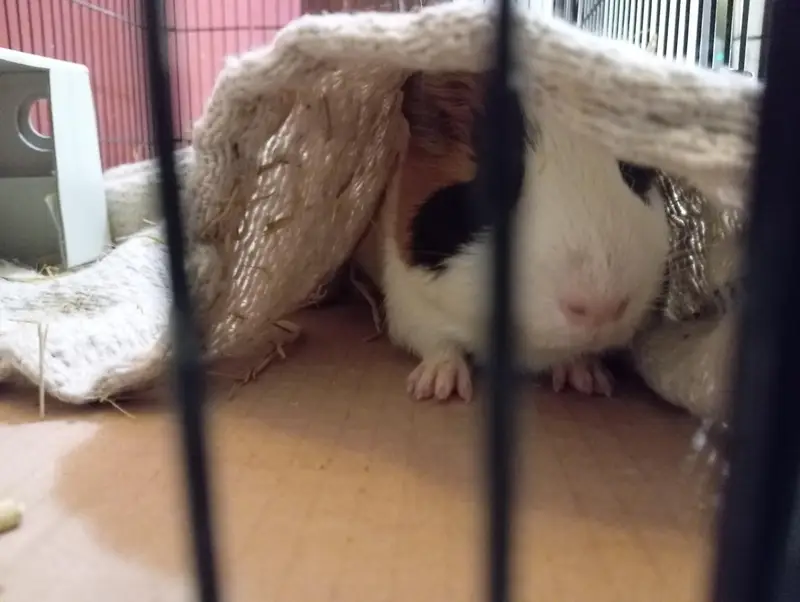 guinea pig breeder pair — photo 2