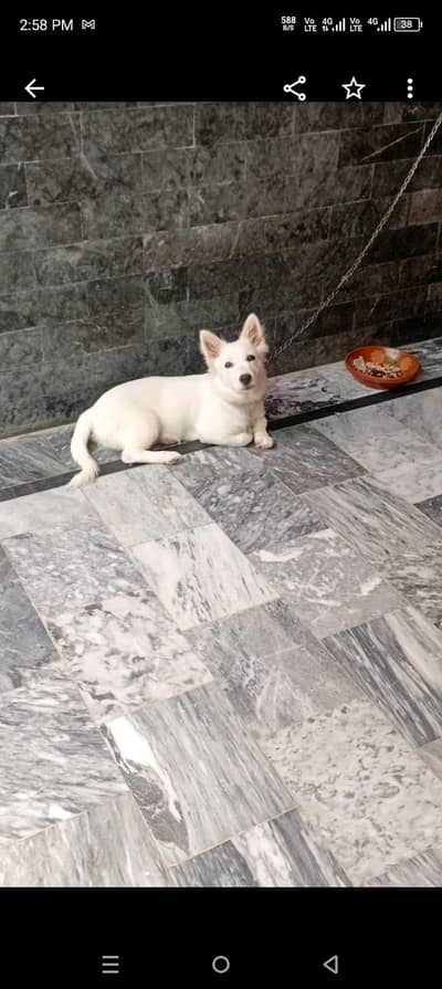 Russian Breed available