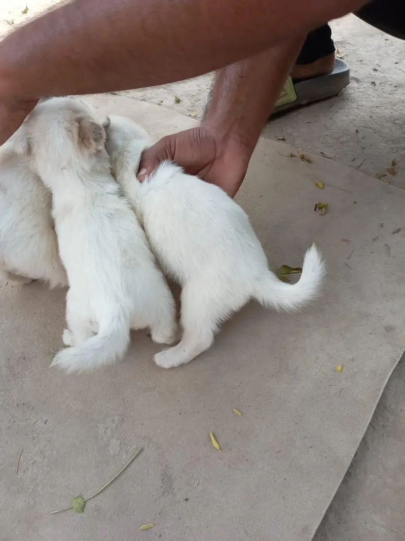 Russian Breed available — photo 2